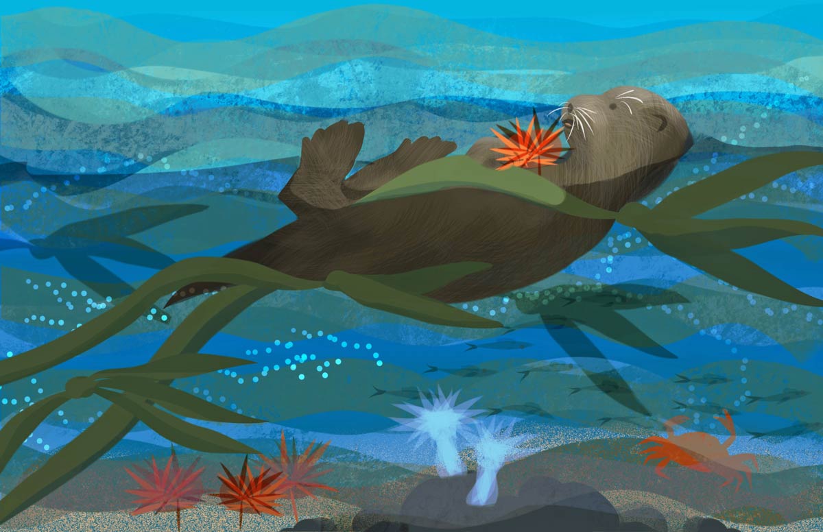 Colorful artwork of Sea Otter Floating in kelp eating Sea Urchin