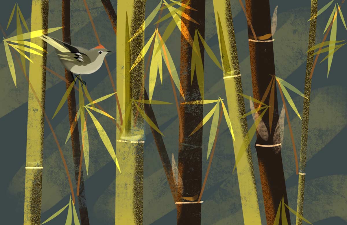 Colorful artwork of Black Bamboo and Ruby Crowned Kinglet