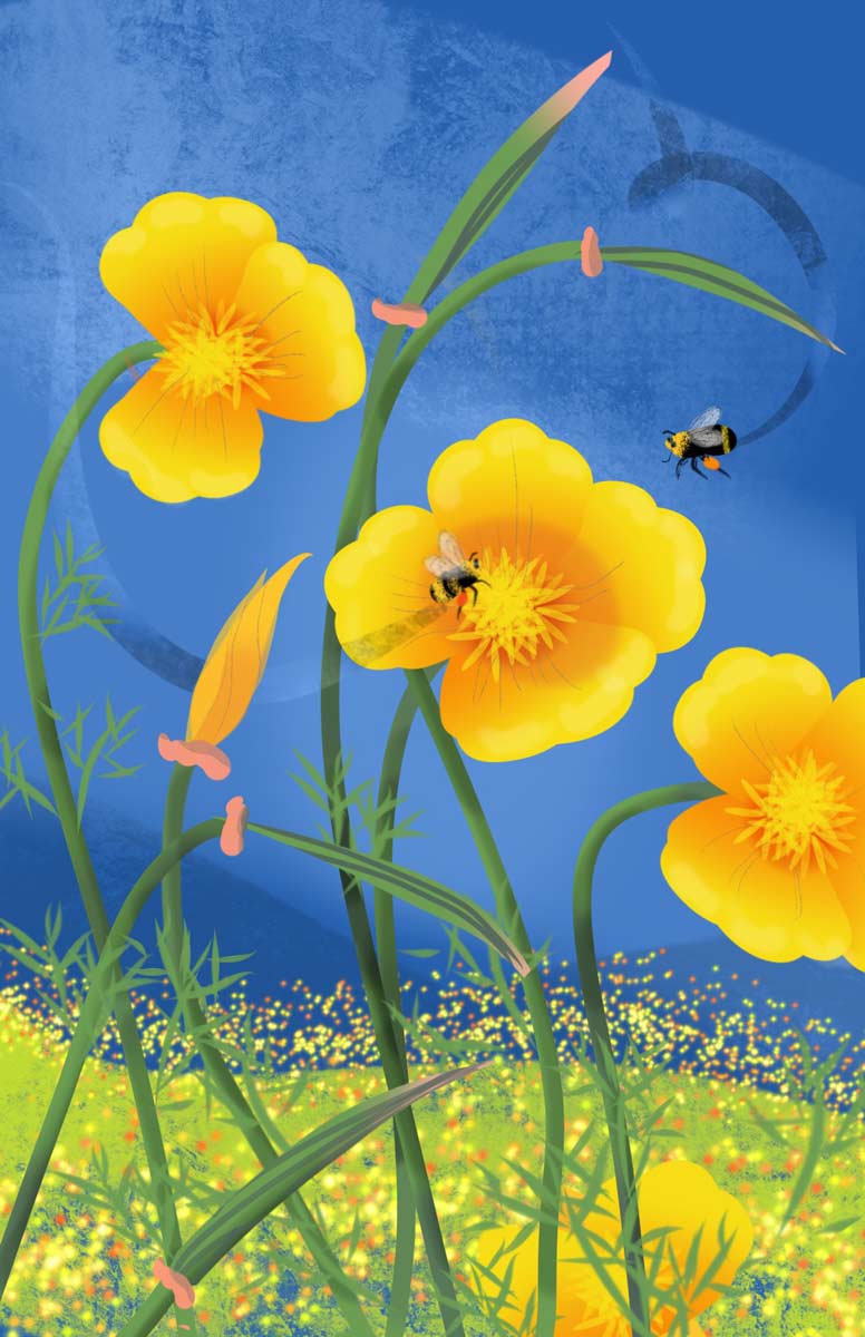 Colorful Artwork of Califonia Poppies and Bumble Bees