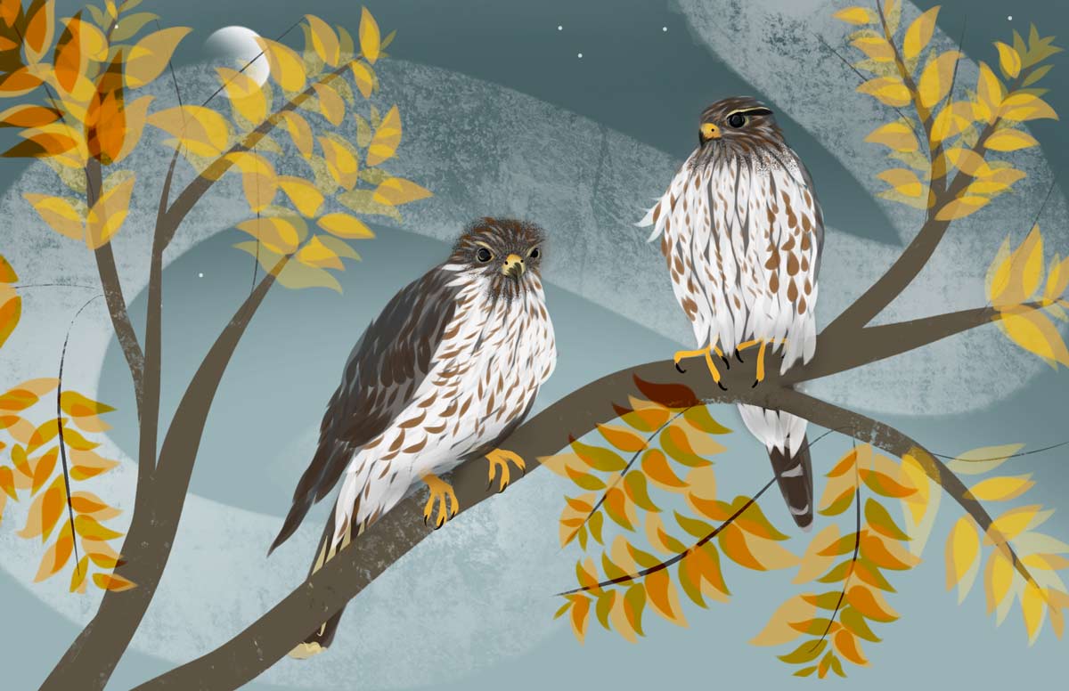 Colorful artwork of two young merlins or cooper's hawks in a tree
