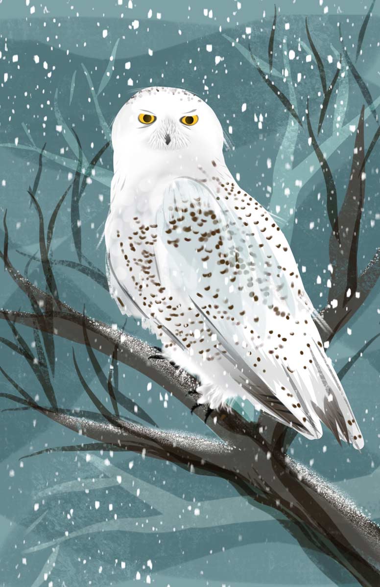 Colorful artwork of snowy owl