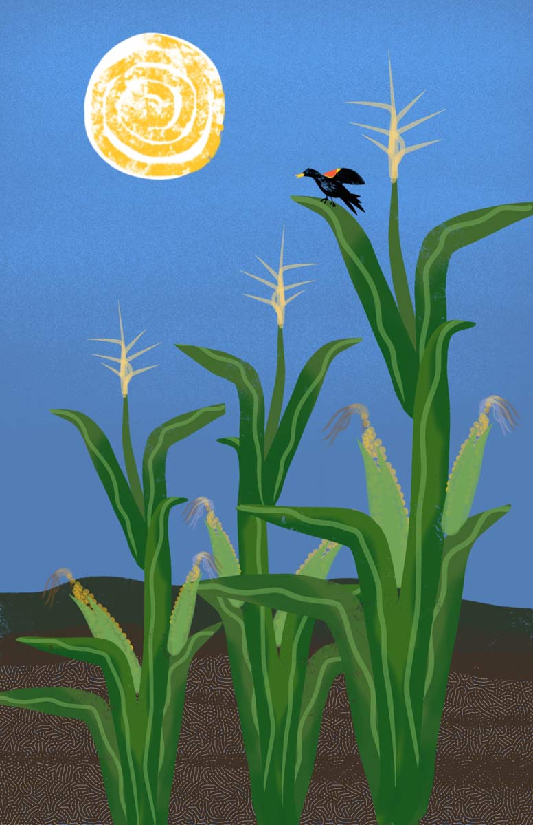 Colorful artwork of Cornfield and Red-Winged Blackbird