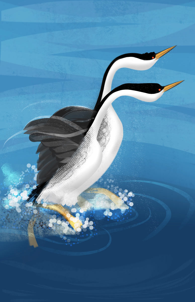 Colorful artwork of Grebes