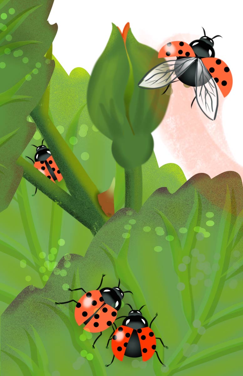 Colorful artwork of Ladybugs