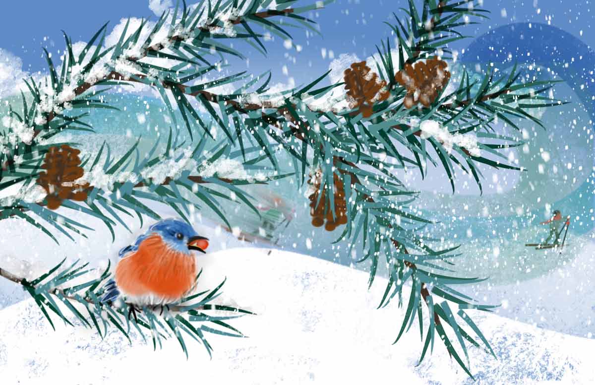 Colorful artwork of Western Bluebird in pine tree on a snowy mountain