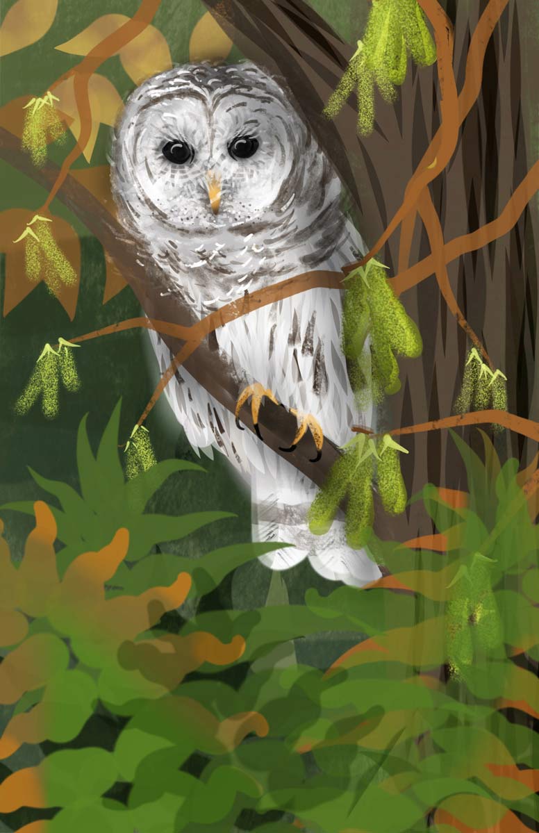 Colorful artwork of a Barred Owl